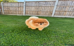 Pomeranian dogs for stud: Pomeranian stud in Stansted - Image 4