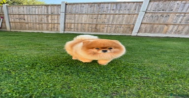 Pomeranian dogs in Stansted - Advert 14