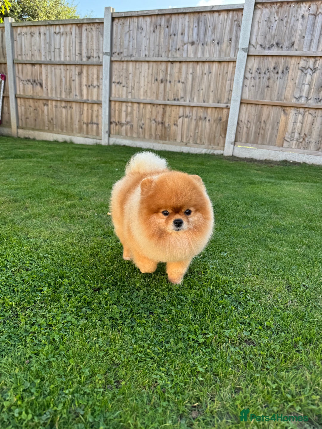 Pomeranian dogs for stud: Pomeranian stud in Stansted - Image 4
