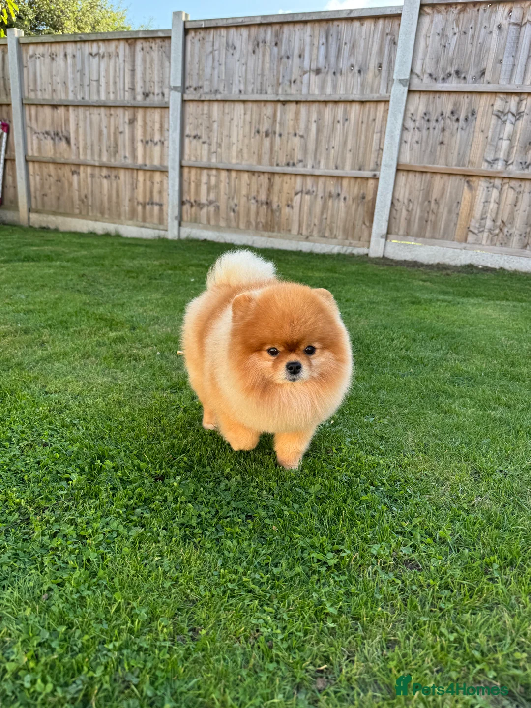 Pomeranian dogs for stud: Pomeranian stud in Stansted - Advert 4