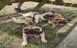 Mixed Breed dogs for sale: *UPDATE* 3x purebred dogs for rehoming - Image 8