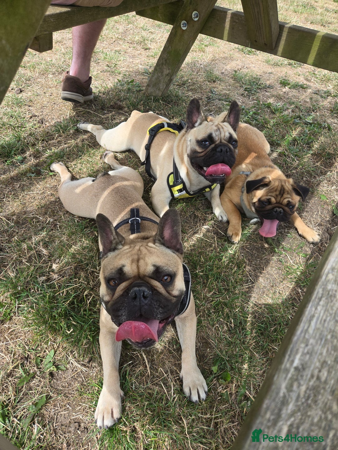 Mixed Breed dogs for sale: *UPDATE* 3x purebred dogs for rehoming - Image 8