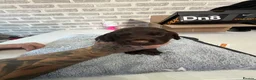 Cocker Spaniel dogs for sale: ***cocker spaniel puppies *** in Darlington - Advert 11