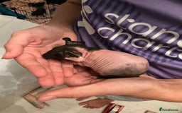 Guinea Pig rodents for sale: Guinea pigs (skinny) - Image 3