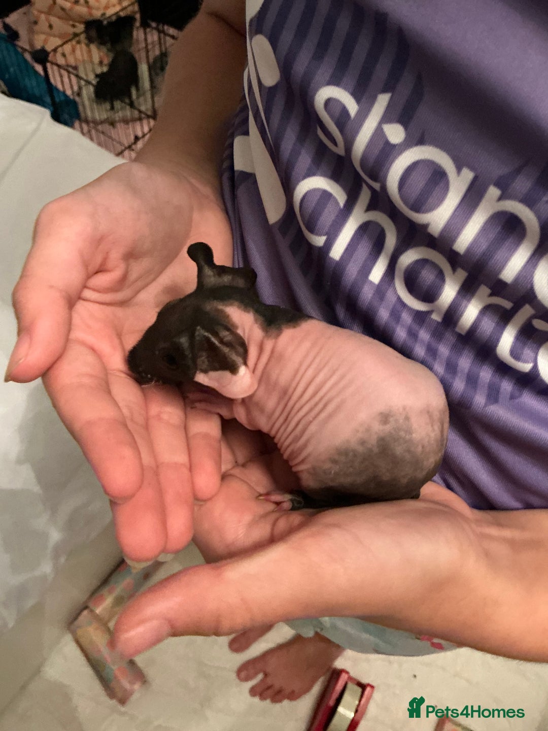 Guinea Pig rodents for sale: Guinea pigs (skinny) - Image 3