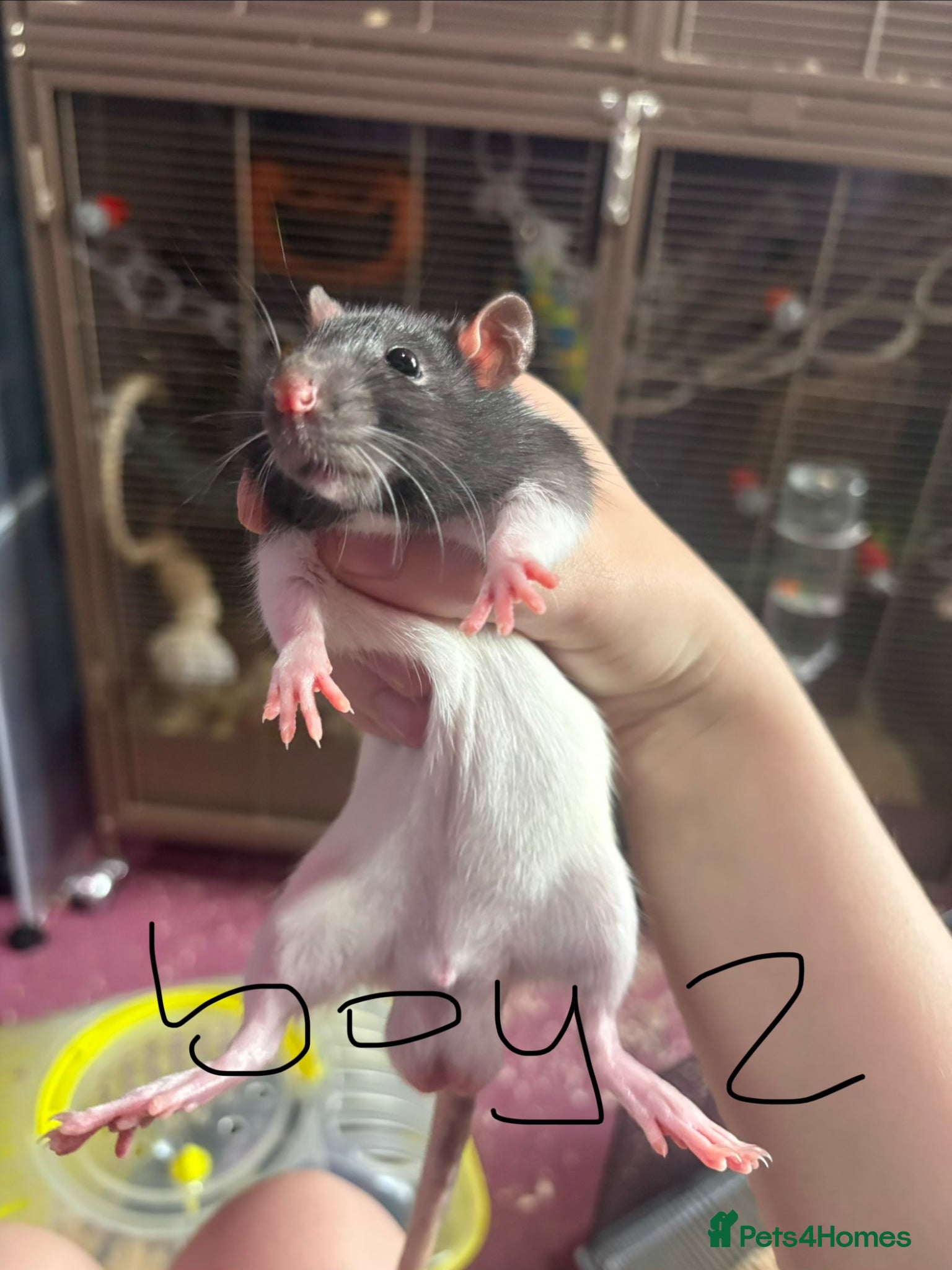 Rat rodents for sale: 5 males rats ready to leave on the 7th of june - Advert 2