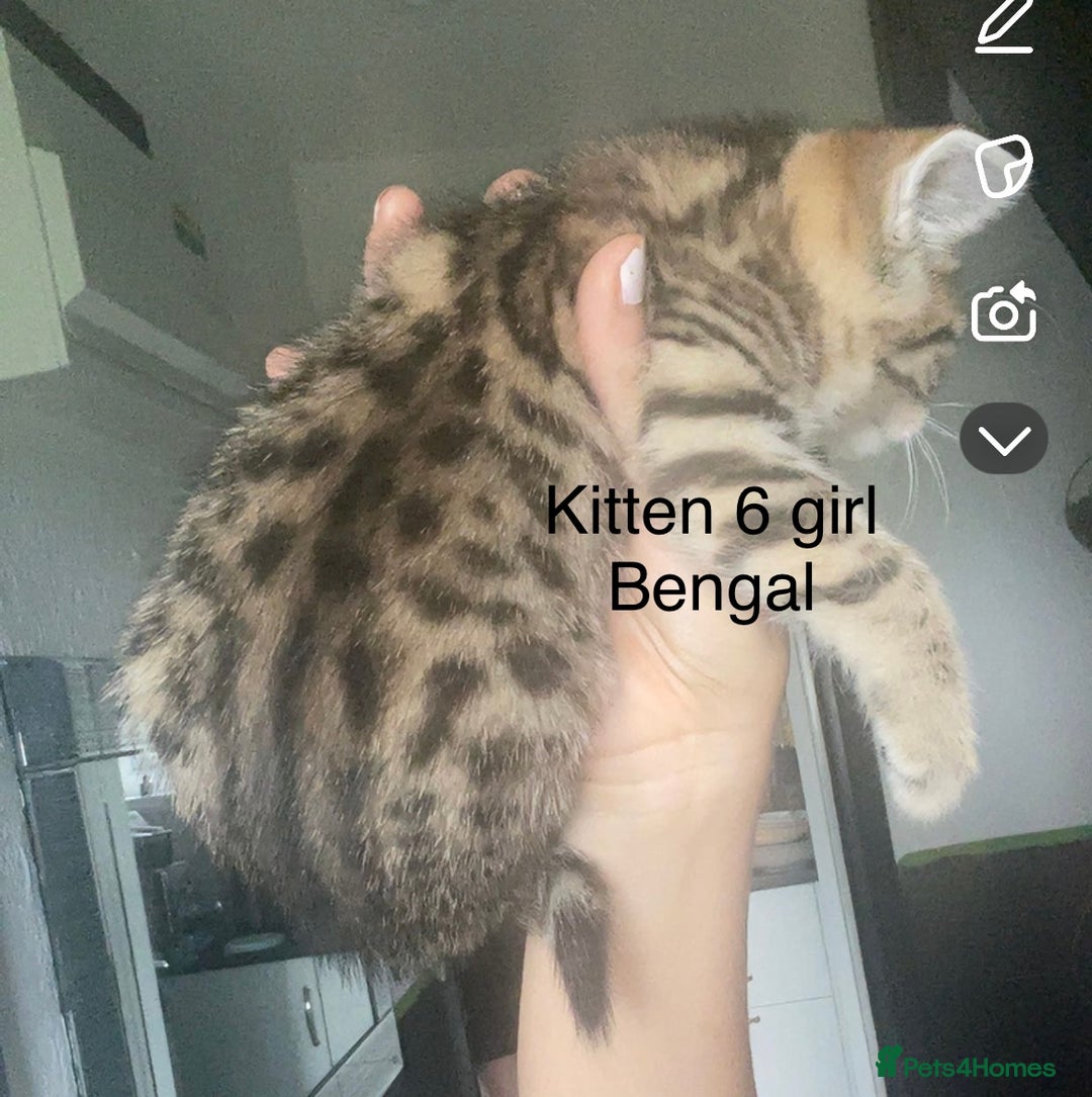 Mixed Breed cats for sale: Kittens for sale !!! - Image 3