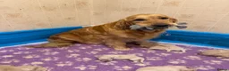 Golden Retriever dogs for sale: KC Registered Golden Retrievers - Advert 4
