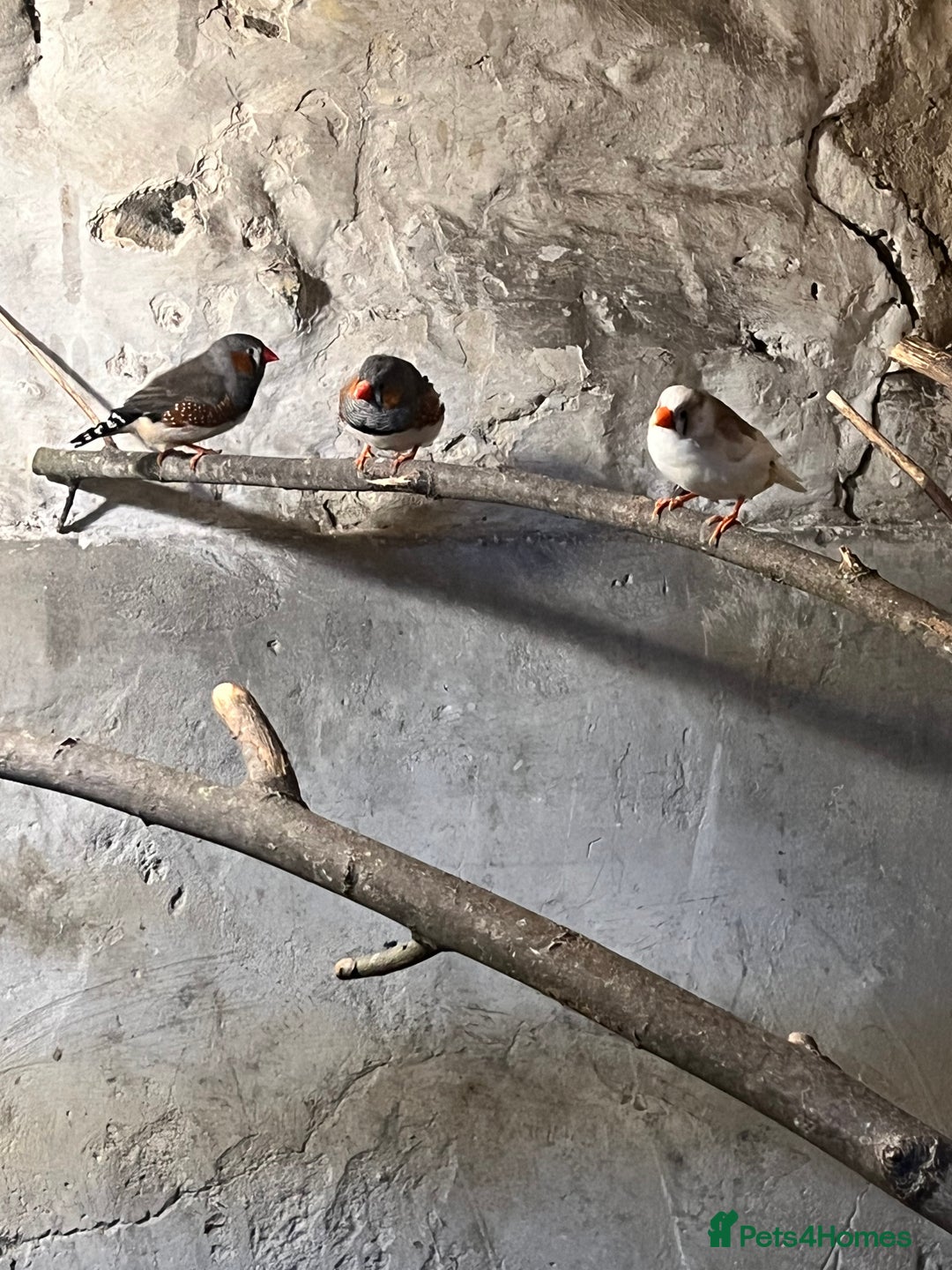 Finches birds for sale: Zebra finches  - Advert 2