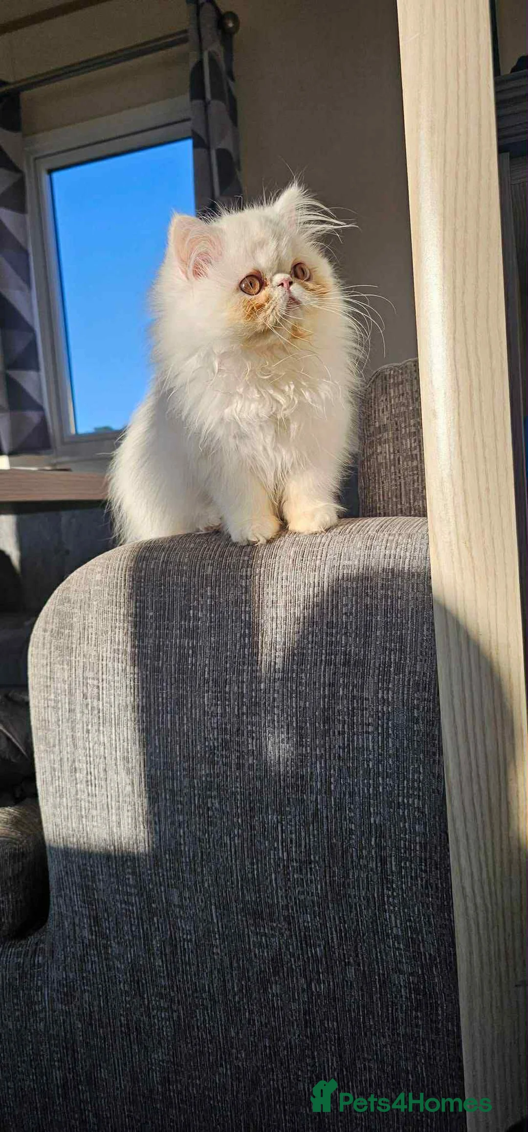 Persian cats for sale: Beautiful white Persian girl - Advert 1