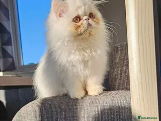 Persian cats Beautiful white Persian girl - Advert 1