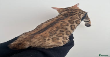 Bengal cats - Advert 4