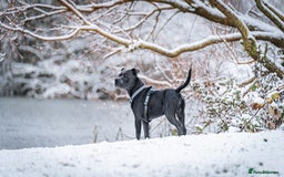 Staffordshire Bull Terrier dogs for sale: Staffordshire bull terrier  - Image 2