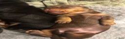 Dachshund dogs for sale: Gorgeous dacshund puppies for sale  - Advert 16
