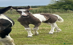 Friesian horses for sale: Friesian x Irish Gypsy Cob - Image 5