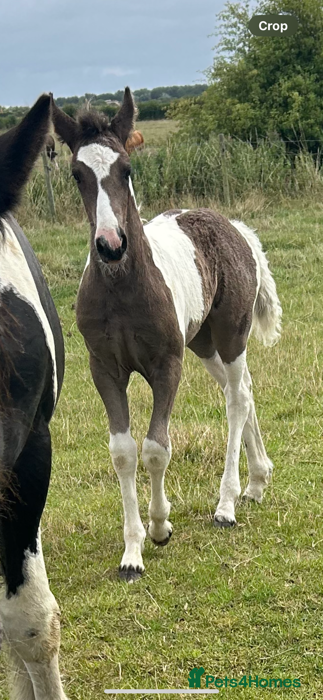 Friesian horses for sale: Friesian x Irish Gypsy Cob - Image 5