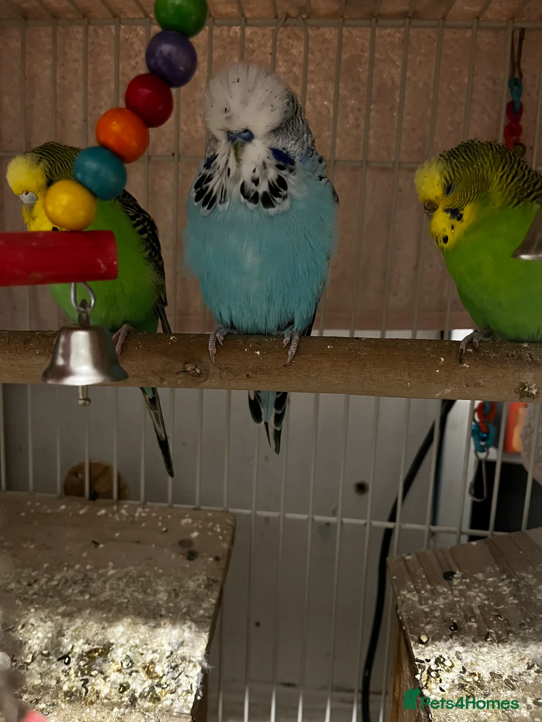 Budgerigars birds for sale: 3 budgies + cage - Advert 7
