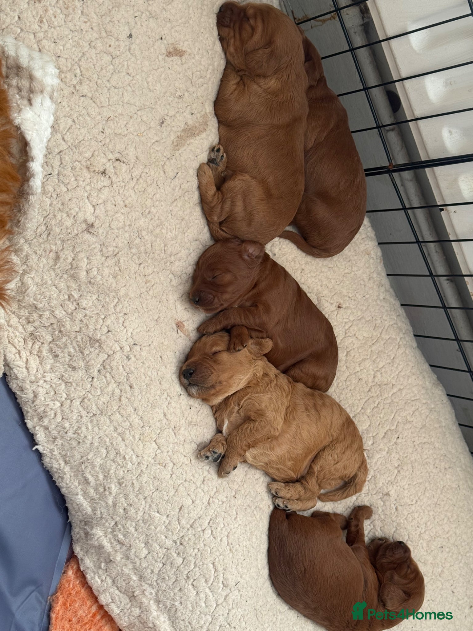 Cockapoo dogs F1B cockapoo ❤️❤️💙💙 available  - Advert 15