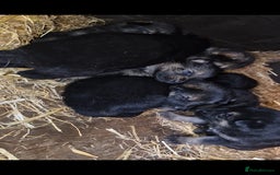 German Shepherd dogs for sale: German shepherd pups, HULL - Image 2