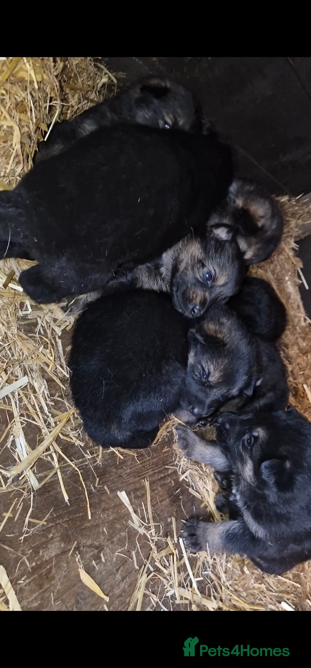 German Shepherd dogs for sale: German shepherd pups, HULL - Image 2