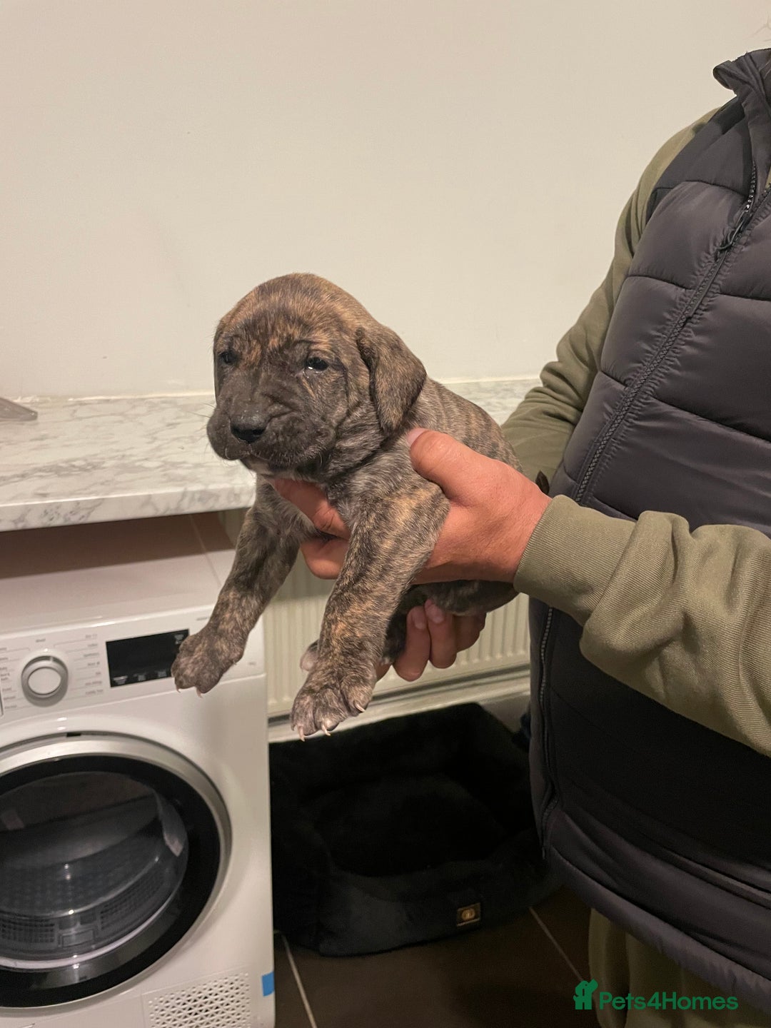 Presa Canario dogs for sale: Presa Canario Puppies Spanish x Serbian Imports - Advert 6