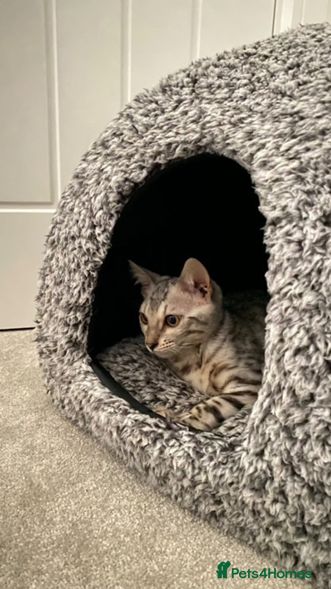 Bengal cats for sale: Pure bengal girl  - Image 9