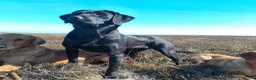 Springador dogs for sale: F1 springadors .  in Thirsk - Advert 10