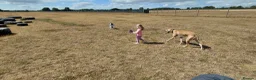 Lurcher dogs for sale: Large breed lurcher - Advert 15