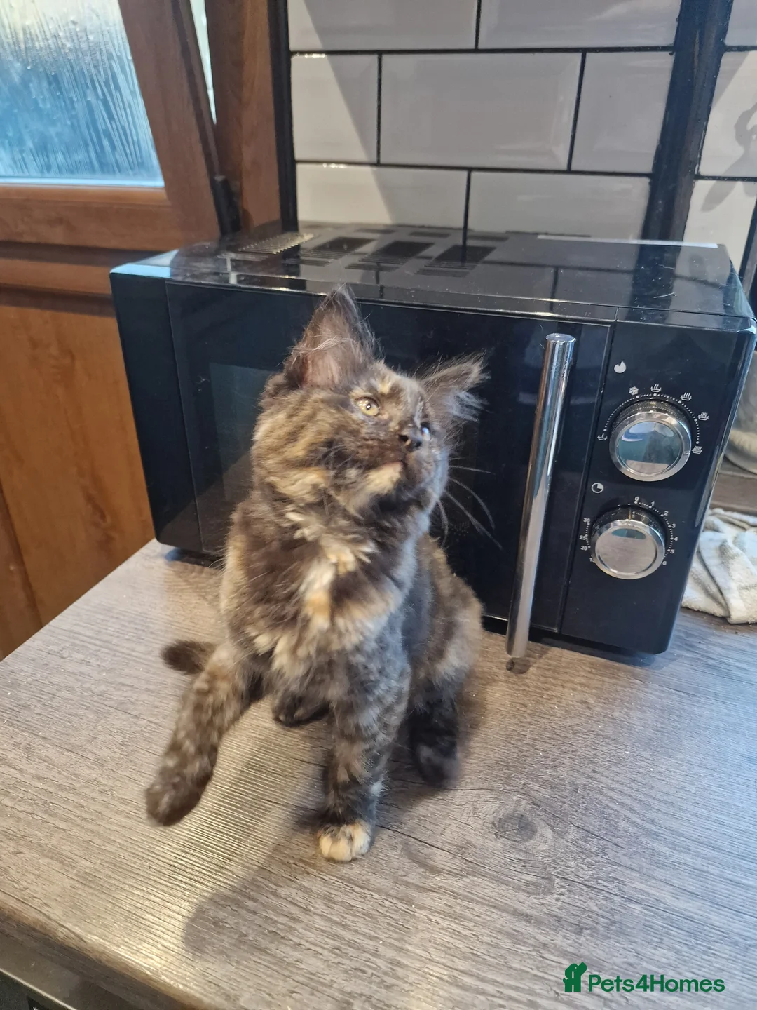 Maine Coon cats for sale: Main Coon x Russian Blue  - Advert 2