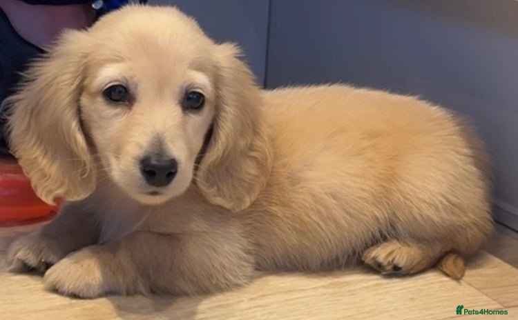 Miniature Dachshund dogs - Advert 3