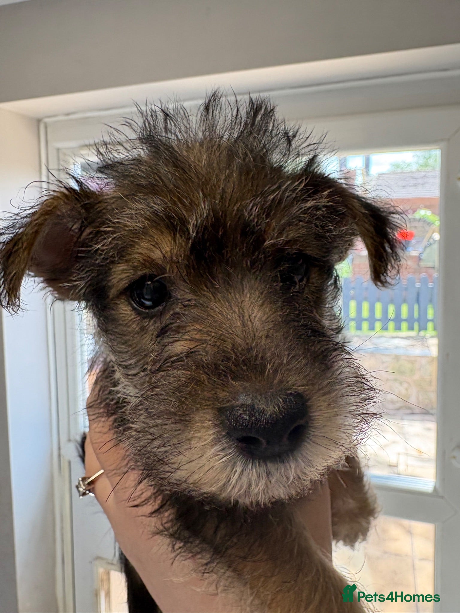 Mixed Breed dogs Wowauzer puppies for sale ready end of month - Advert 7