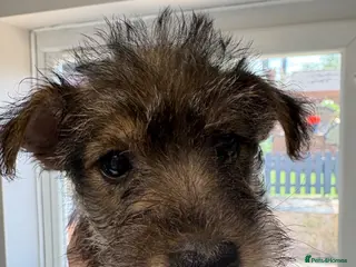 Mixed Breed dogs Wowauzer puppies for sale ready end of month - Advert 2