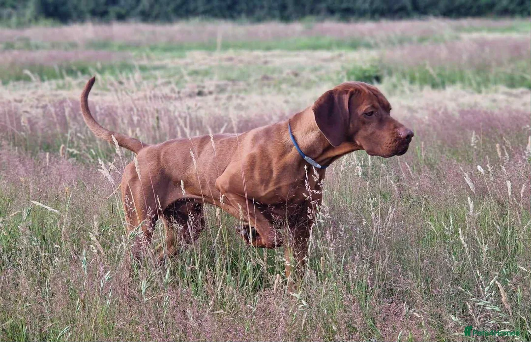 Hungarian Vizsla dogs for sale: Dual purpose Hungarian Vizsla Puppies - Advert 3