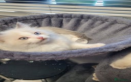 Ragdoll cats for sale: 🐾😺 3 Fluffy Ragdoll Kittens Waiting for You ♥♥♥ - Image 6