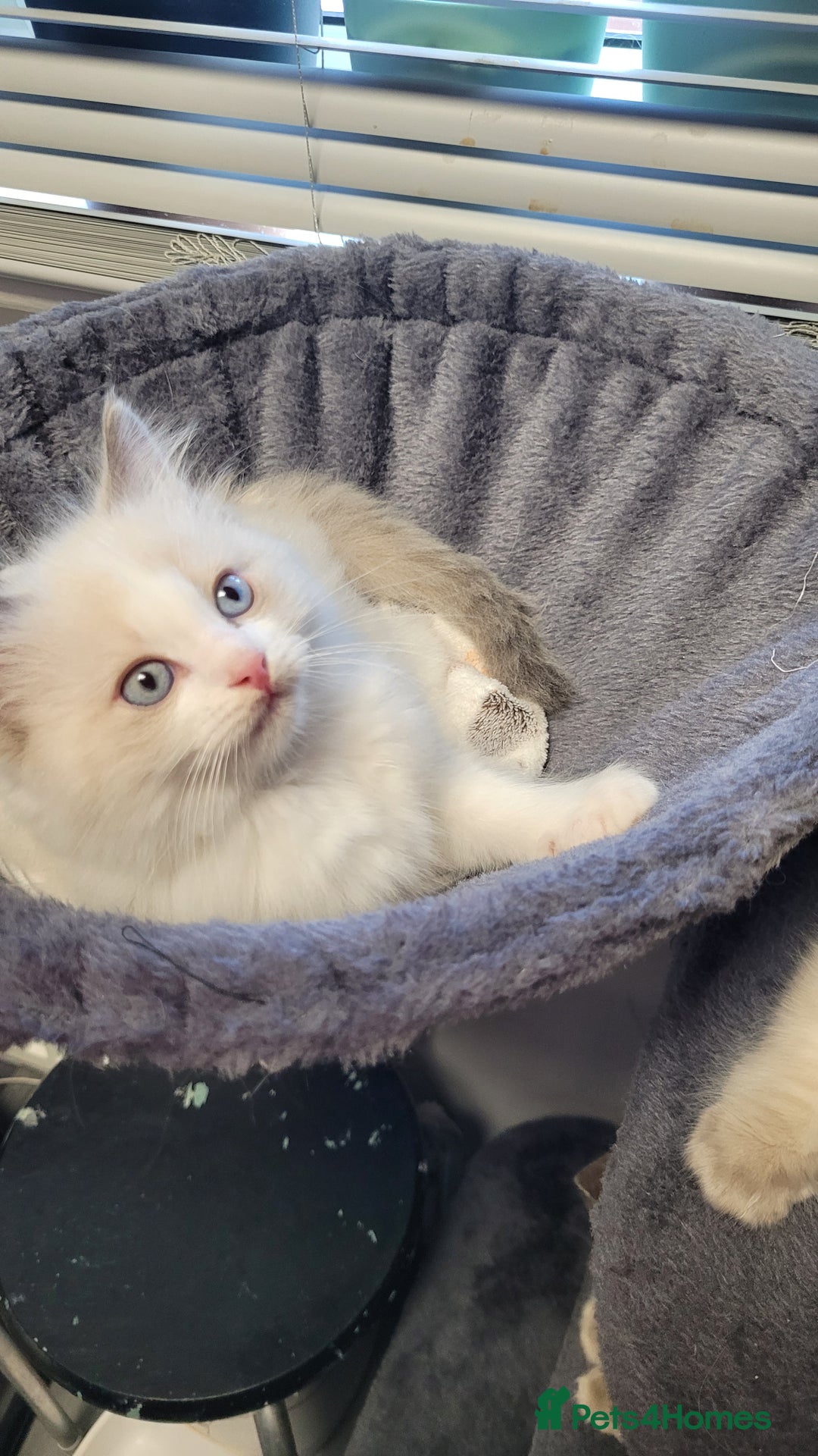 Ragdoll cats for sale: 🐾😺 3 Fluffy Ragdoll Kittens Waiting for You ♥♥♥ - Image 6
