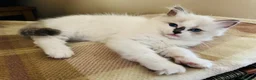 Ragdoll cats for sale: Ragdoll kittens  - Advert 15