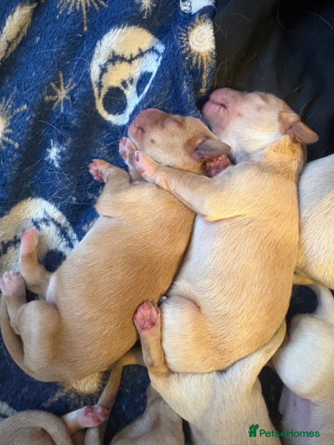 Cockerdor dogs for sale: Beautiful litter of Cockerdor puppies  - Advert 4