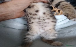 Mixed Breed cats for sale: tabby bengal cross male kitten - Image 2