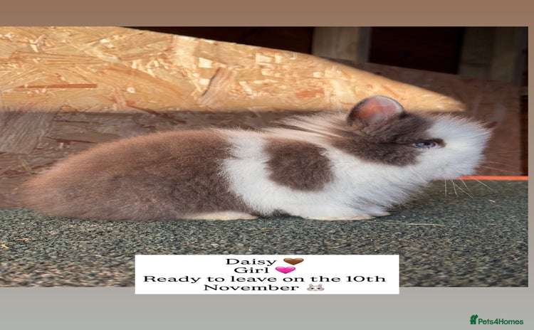 Lionhead rabbits - Advert 5