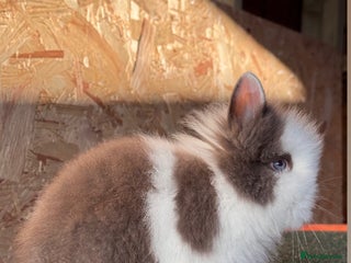 Lionhead rabbits - Advert 22