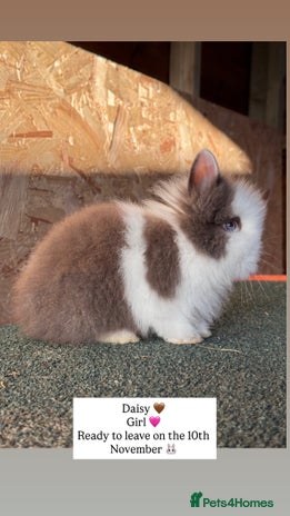 Lionhead rabbits - Advert 5