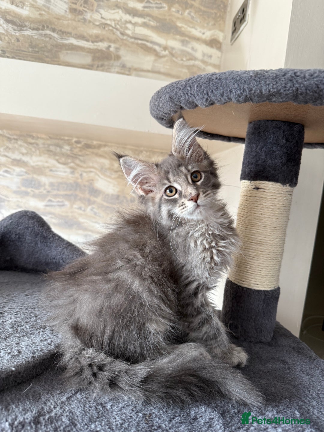 Maine Coon cats for sale: XL Russian Cubs 🇷🇺❤️ - Image 12