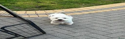 West Highland Terrier dogs for sale: Lovely west highland terrier  in Stoke-on-Trent - Advert 1