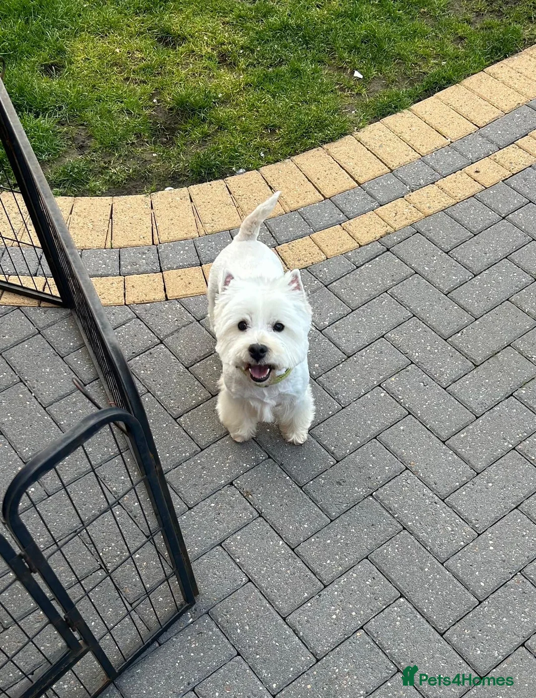 West Highland Terrier dogs for sale: Lovely west highland terrier  in Stoke-on-Trent - Advert 1