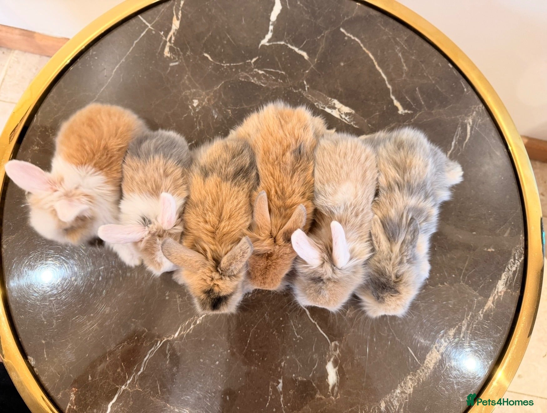 Mini Lion Lop rabbits Ready to leave 02/09/2026 - Advert 4