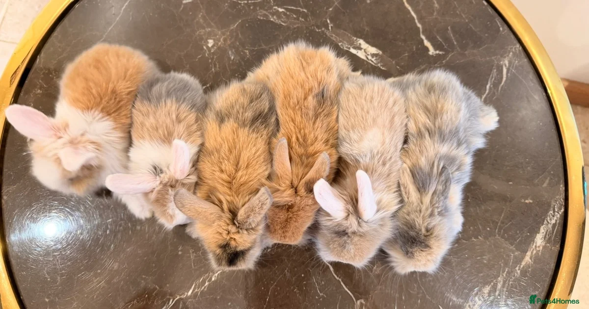 Rabbits for Sale for sale in Ashford, Kent | Pets4Homes