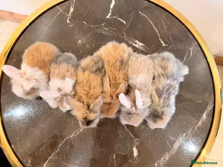 Mini Lion Lop rabbits Ready to leave 02/09/2026 - Advert 4