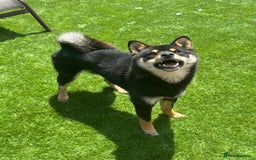 Japanese Shiba Inu dogs for stud: Champion Japanese Line Shiba Inu For Stud - Image 8