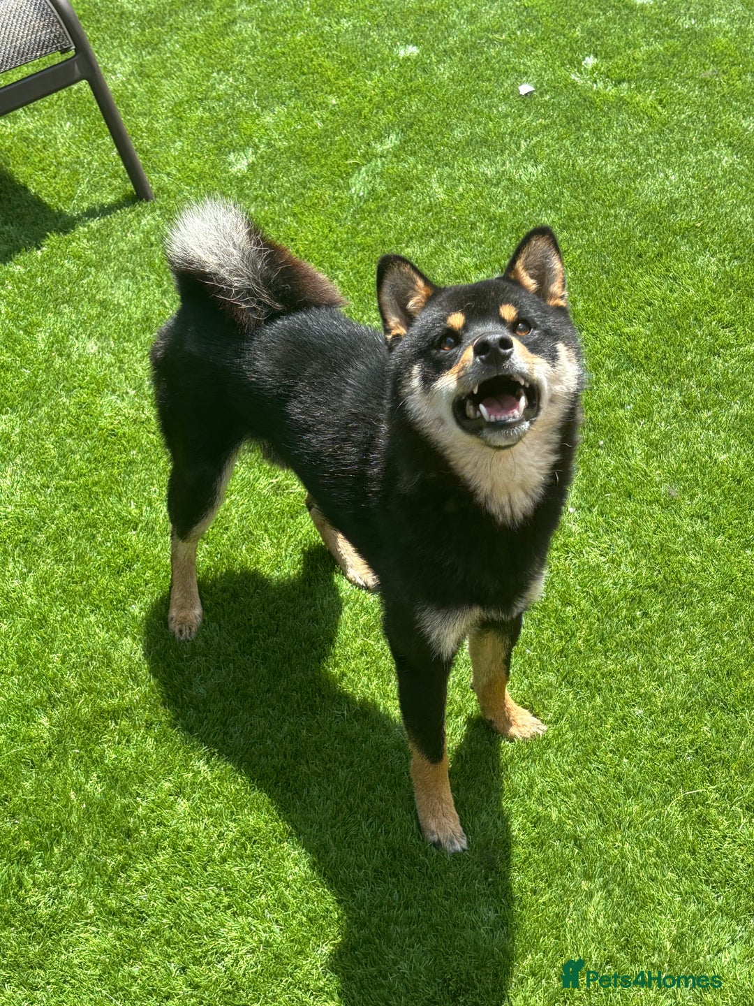 Japanese Shiba Inu dogs for stud: Champion Japanese Line Shiba Inu For Stud - Image 8