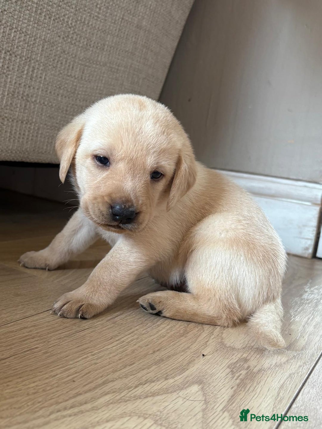 Labrador Retriever dogs for sale: Beautiful litter of kc registered labrador  - Image 25